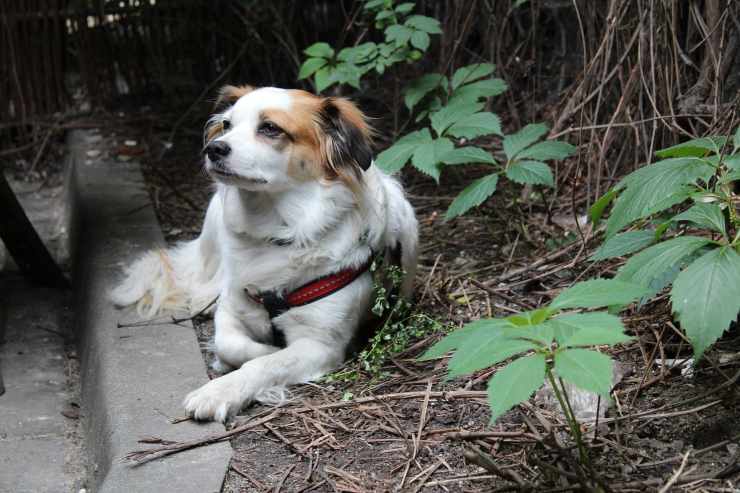 cane sul marciapiede 