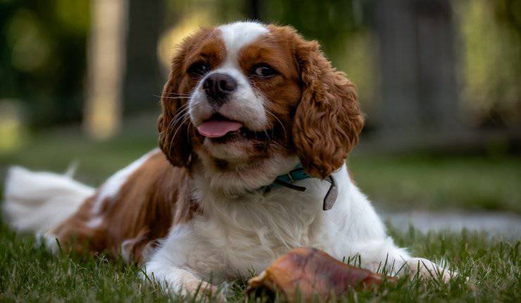 cane sul prato 