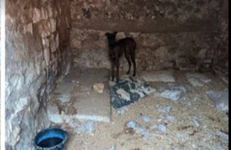 L'orrenda vicenda di una allevatrice di levrieri