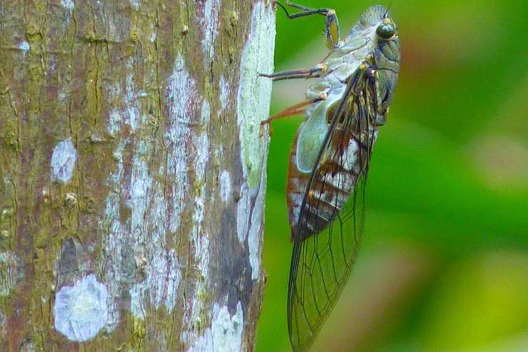 cicala sull'albero 