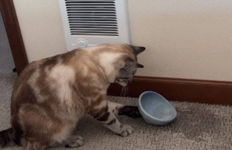 acqua ciotola gattino rovescia