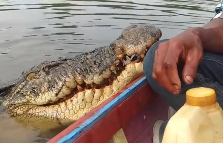 coccodrillo uomo salvato soffocamento