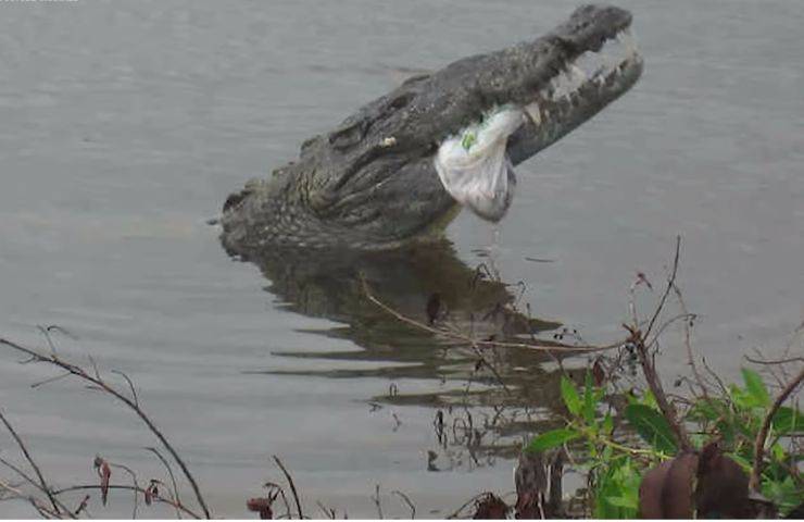 coccodrillo uomo legame amicizia