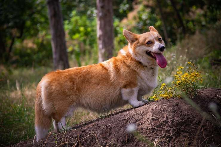 corgi 