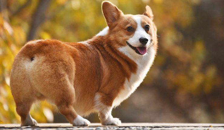 corgi 