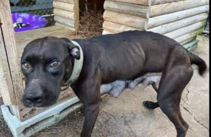 Uomo condannato per crudeltà sugli animali