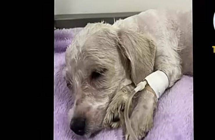 Gli legano il muso e le zampe e lo abbandonano al suo destino