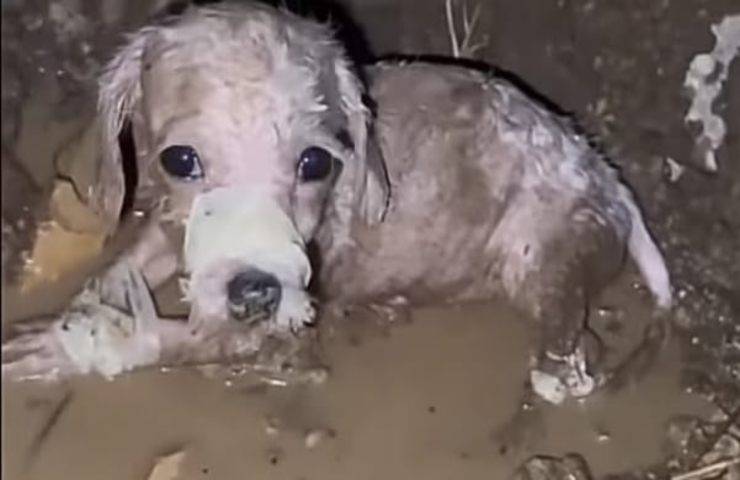 Gli legano il muso e le zampe e lo abbandonano al suo destino