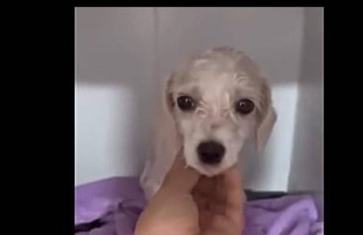 Gli legano il muso e le zampe e lo abbandonano al suo destino