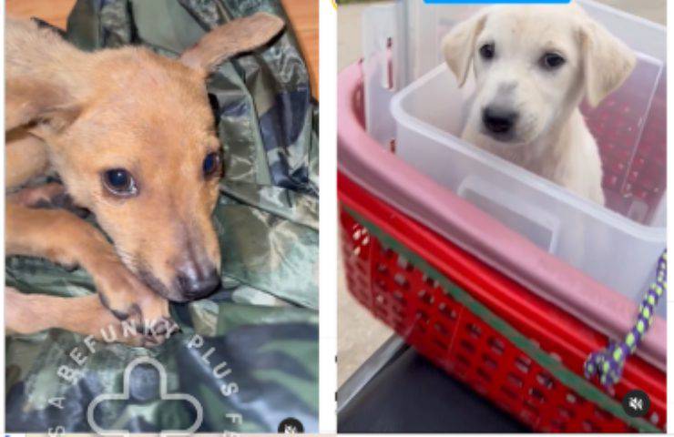 cagnolini abbandonati foresta salvati