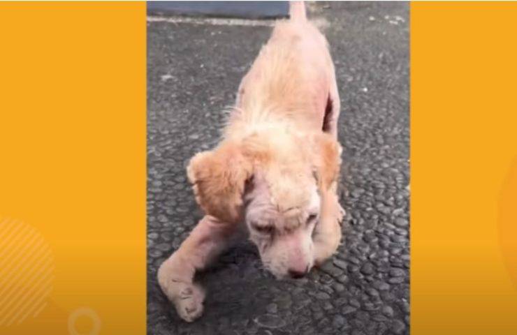 Cucciolo devastato trascinava le zampe