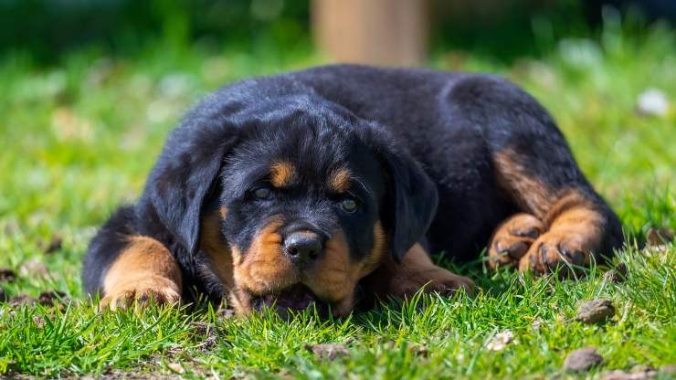 cucciolo di cane sull'erba 