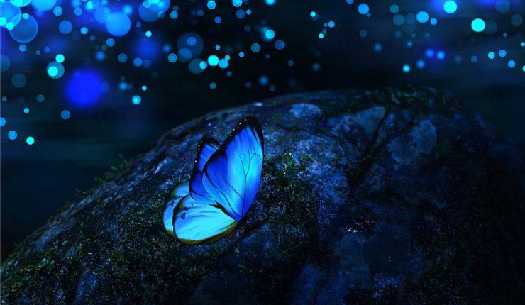 farfalla al buio 