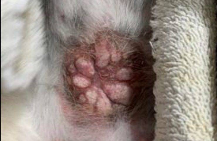 intervento veterinario ferita cicatrice