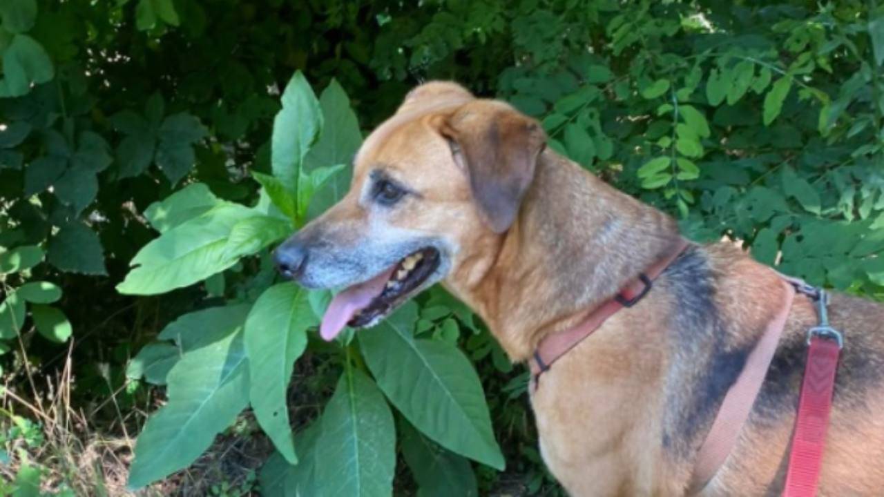 Ha sempre vissuto in gabbia: cane libero cerca casa