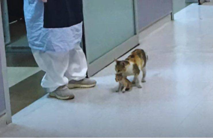 gato hospital cachorros medicos