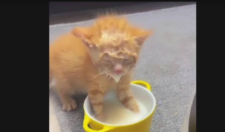 gattino nel latte 
