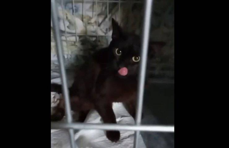 Gatto colpito con arma da fuoco