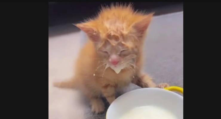 gattino sporco di latte 
