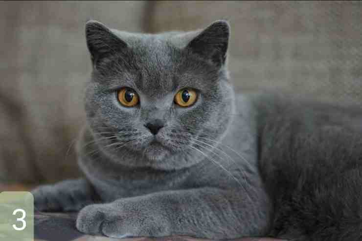 test scegli il tuo preferito 