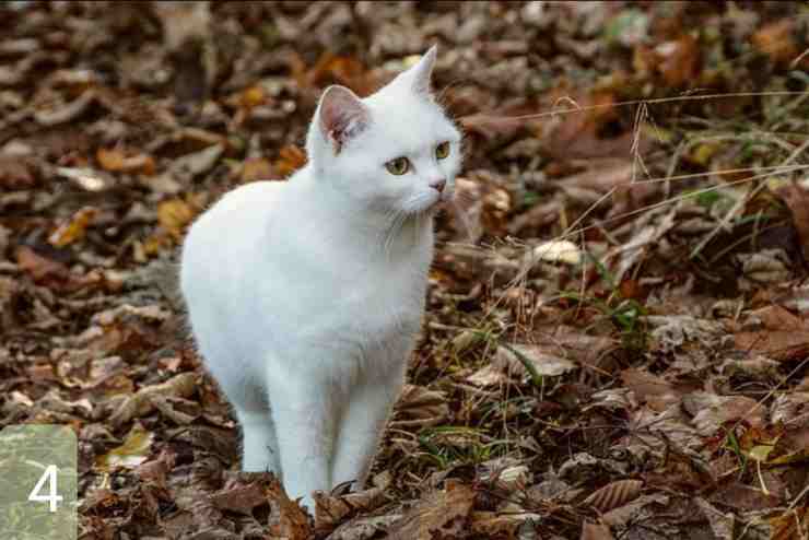 test scegli il tuo preferito 