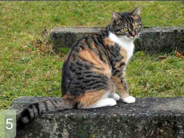 test scegli il tuo preferito 