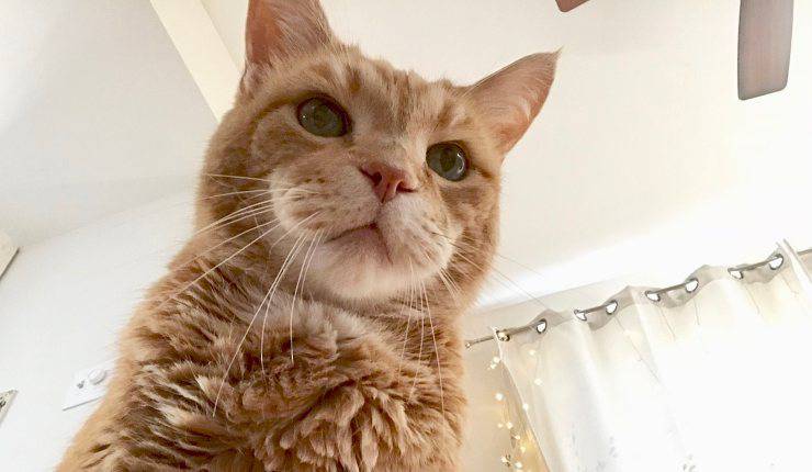 gatto con espressione arrabbiata 