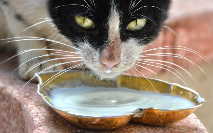 bebidas para gatos 