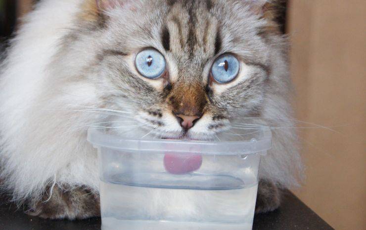 gatto beve da una vaschetta 