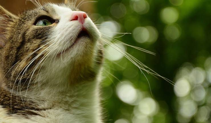 gatto con naso all'insù