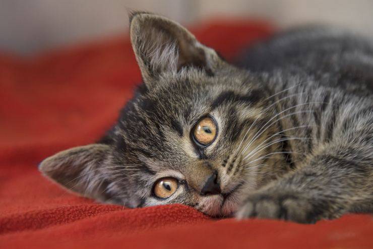 gatto domestico grigio