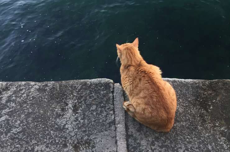 gatto guarda l'acqua 
