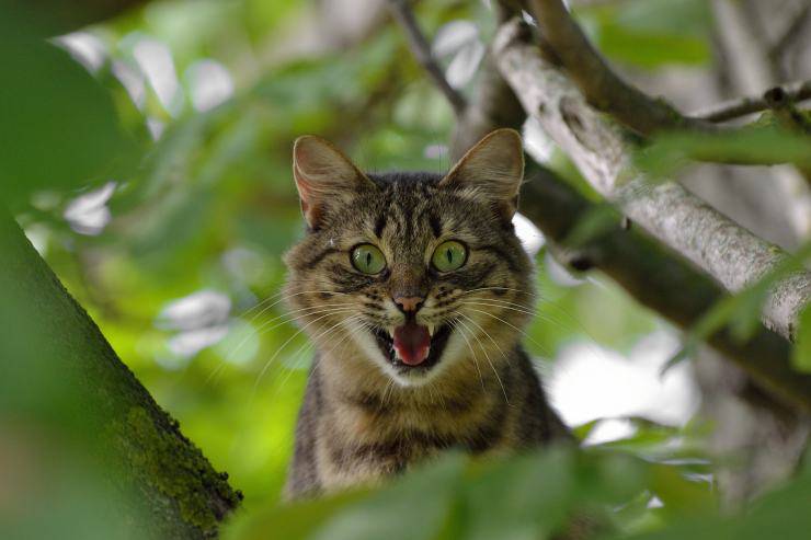 il gatto ha paura 