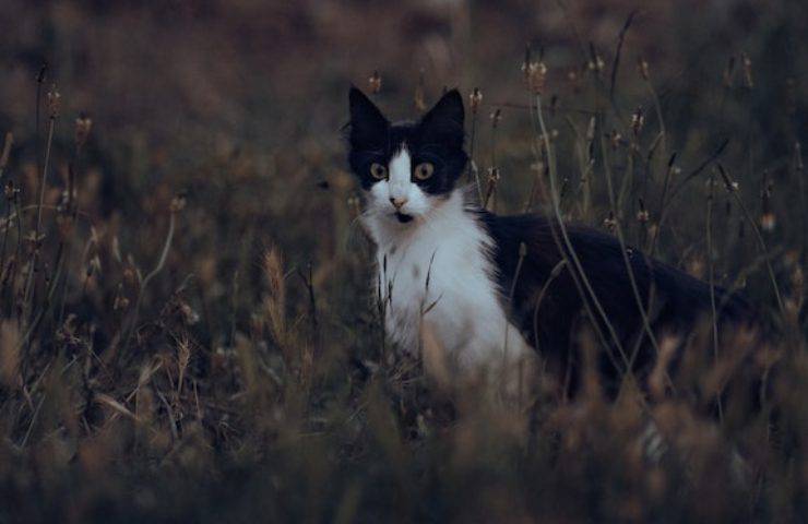 Un gioco crudele: adolescenti lanciano il gatto come fosse una palla