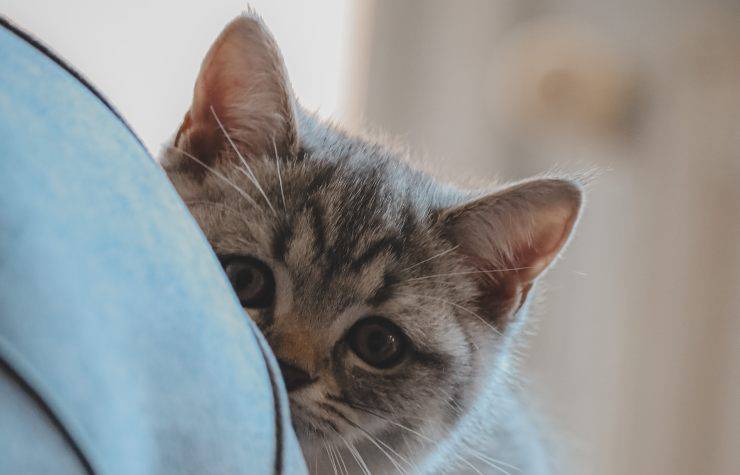 gatto nascosto