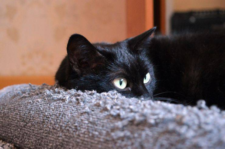 gatto nero comodo 