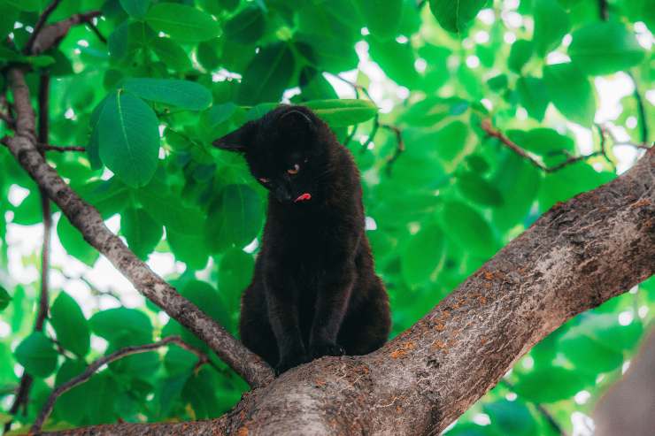 gatto nero sull'albero 