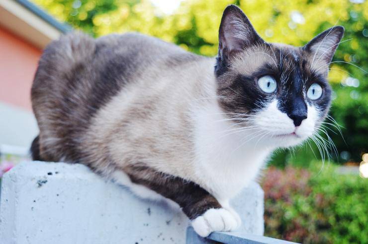 gatto occhi azzurri 