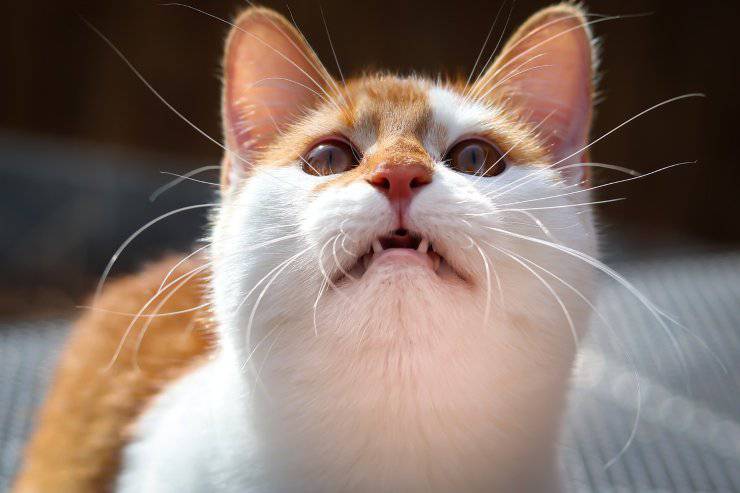 gatto rosso a bocca aperta 
