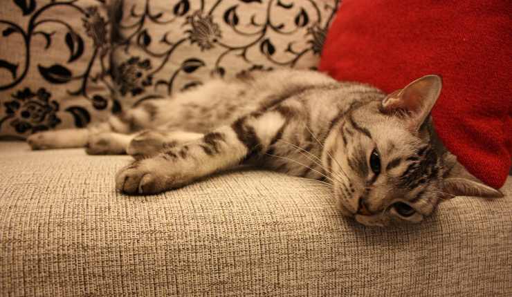 gatto sul divano 
