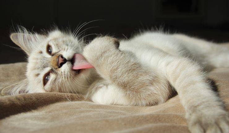 gatto sul letto