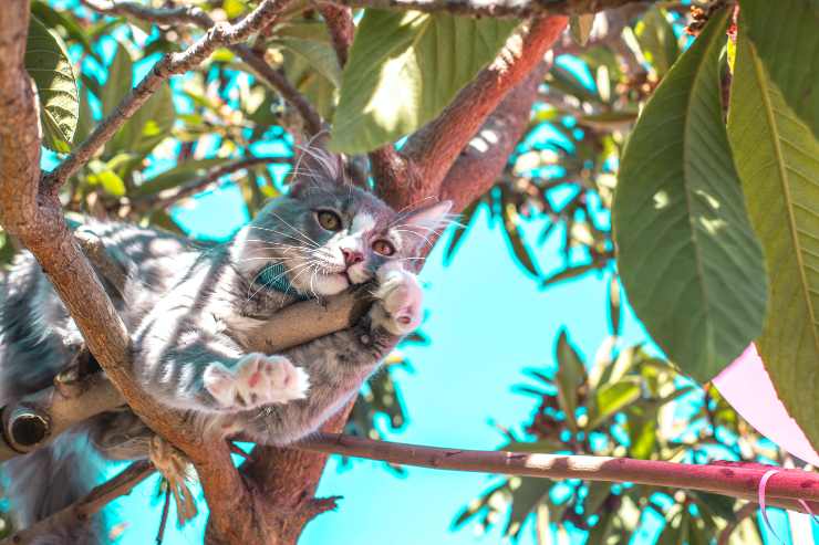 gatto sull'albero 