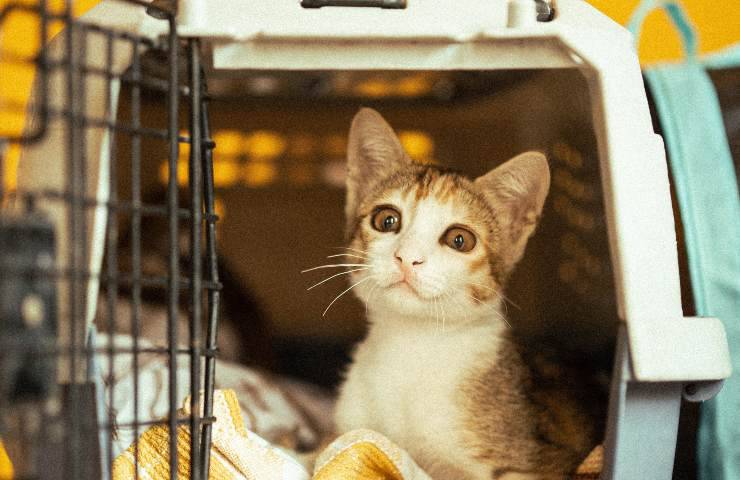 gatto nel trasportino