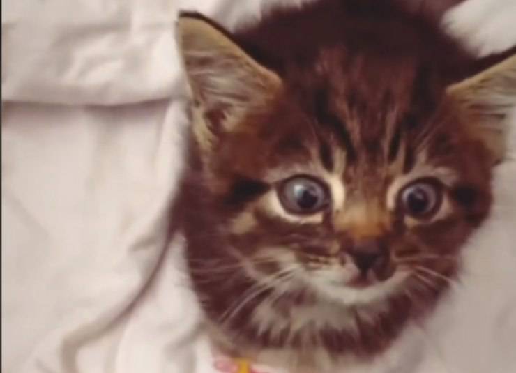 gattino adottato reazione ragazzo