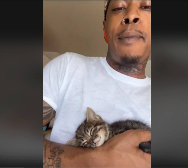 gattino cucciolo adottato ama