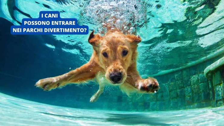 cane sott'acqua 