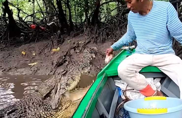 coccodrillo uomo indonesia storia