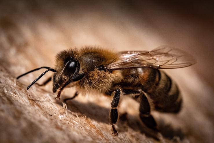 I rischi della puntura di ape