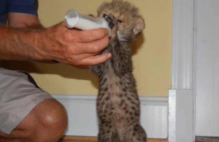 kumbali kago ghepardo cane