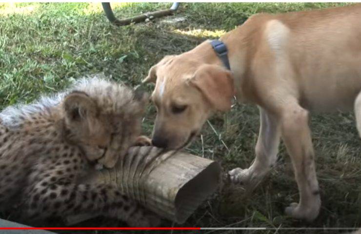 kumbali kago cucciolo cane